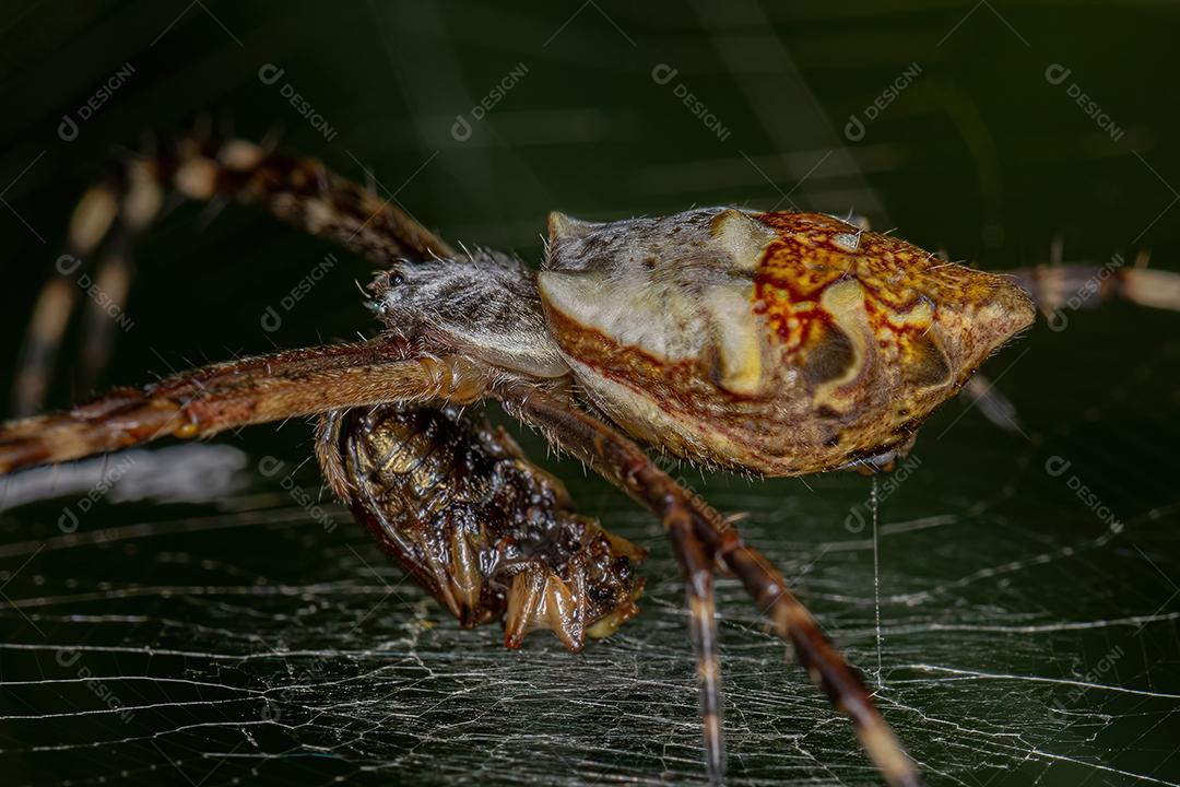 Gafanhoto de chifre curto adulto da família Acrididae