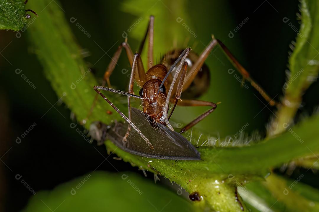 Formiga de carpinteiro fêmea adulta do gênero Camponotus