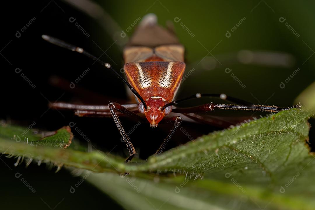 Insetos foliares adultos da espécie Hypselonotus interruptus acoplamento