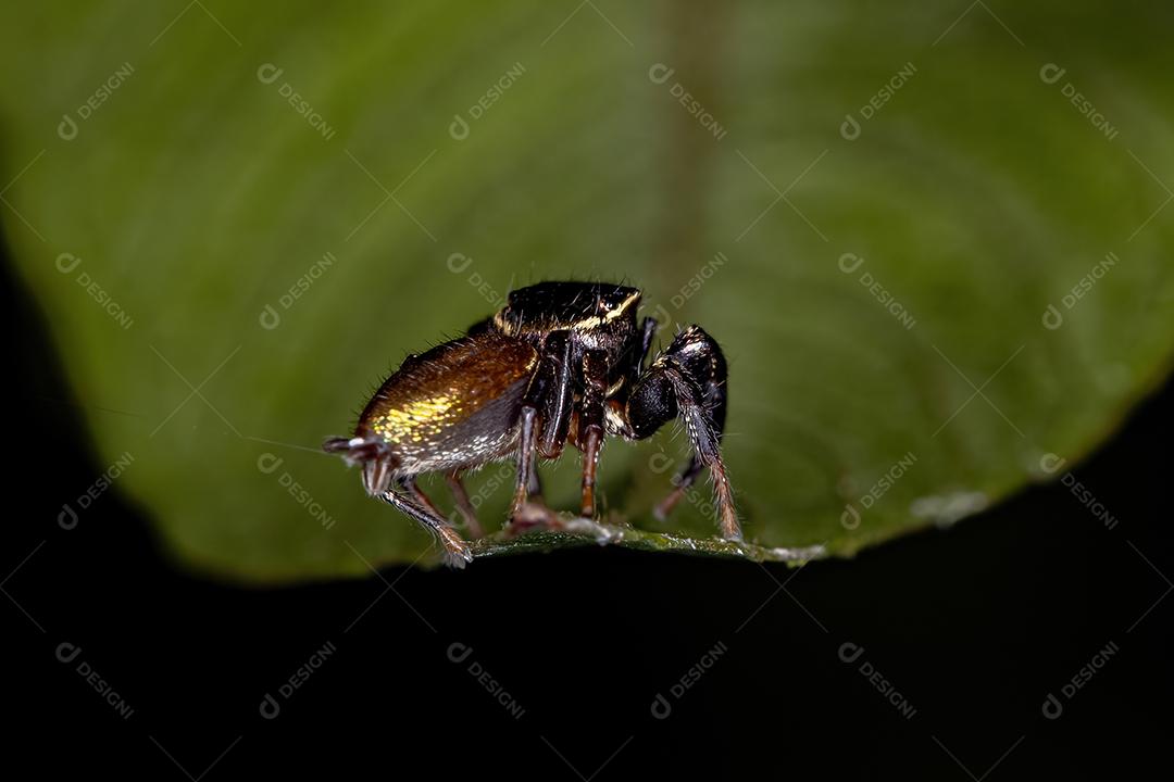 Pequena aranha saltadora da subtribo Dendryphantina