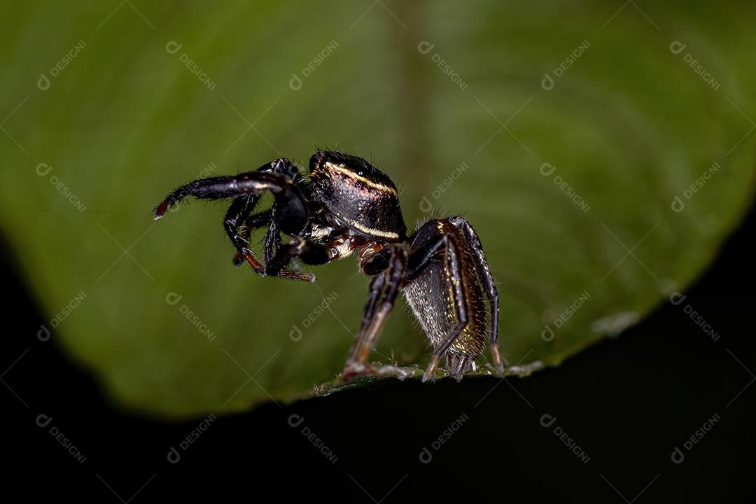 Pequena aranha saltadora da subtribo Dendryphantina