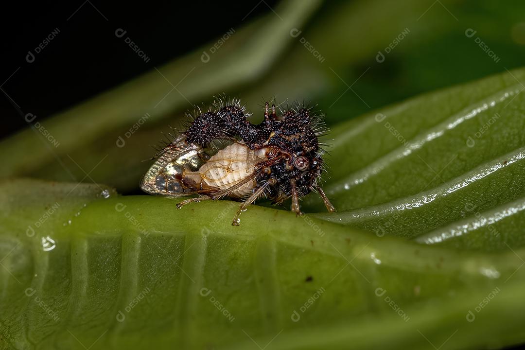 Treehopper imitando formiga adulta da espécie Cyphonia clavigera