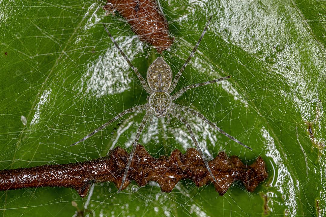 Aranha de teia de berçário feminina adulta do gênero Thaumasia