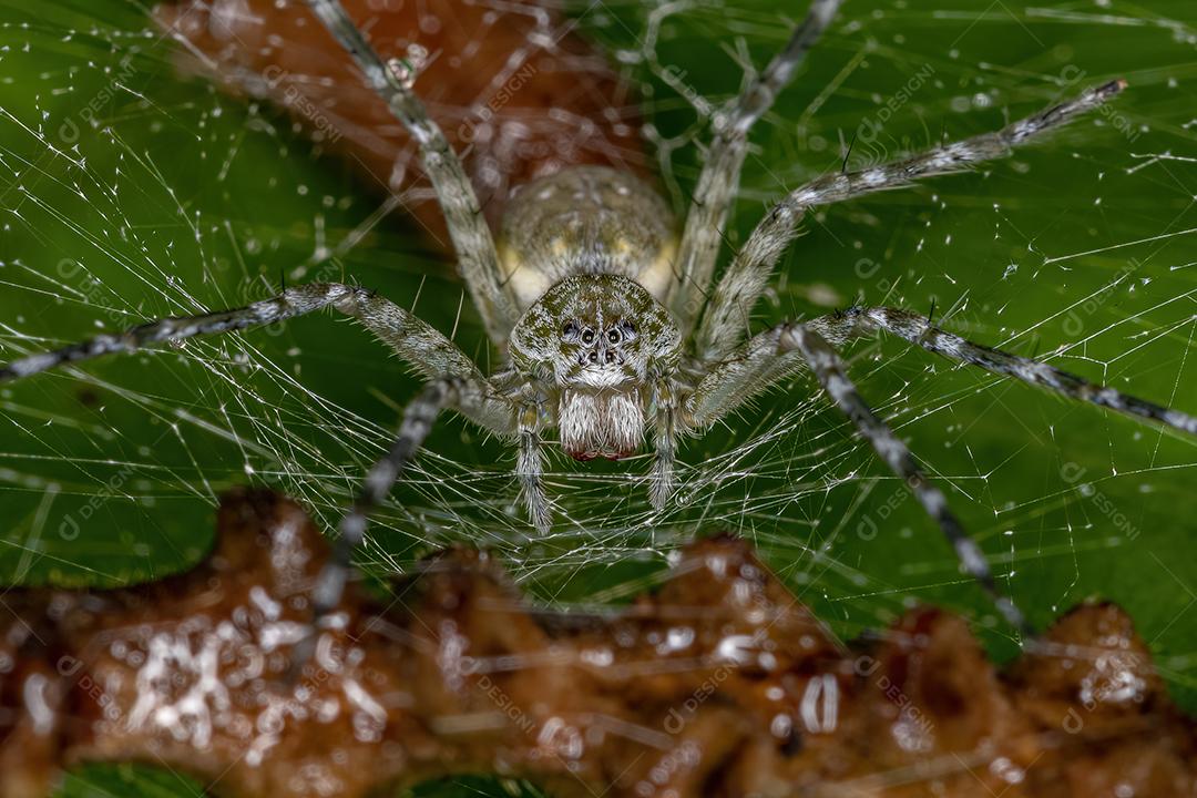 Aranha de teia de berçário feminina adulta do gênero Thaumasia