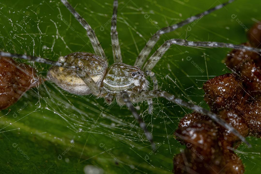 Aranha de teia de berçário feminina adulta do gênero Thaumasia