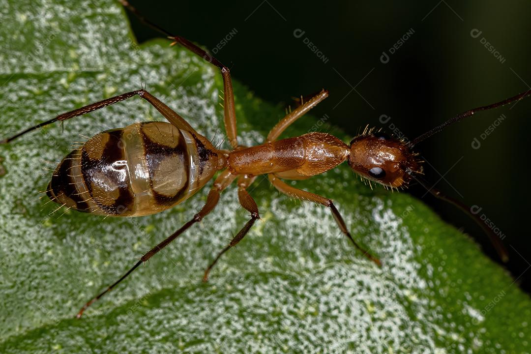 Formiga de carpinteiro fêmea adulta do gênero Camponotus