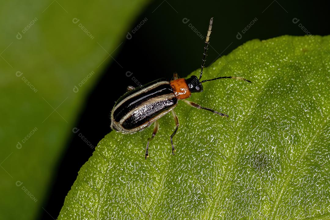 Besouro de folha adulto da família Chrysomelidae