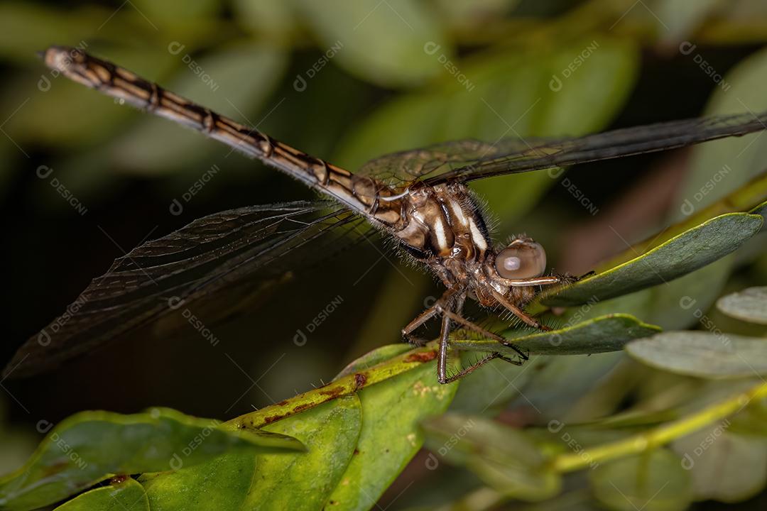 Inseto adulto fêmea da libélula do gênero Macrothemis