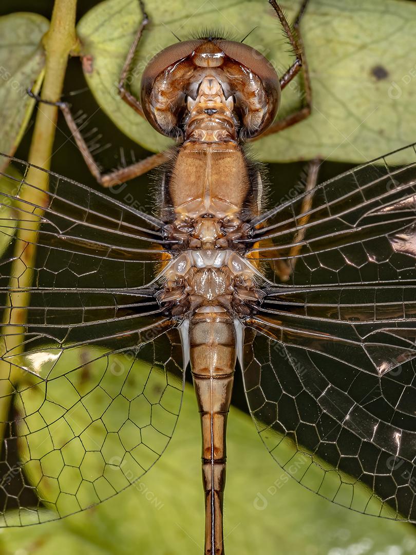 Inseto adulto fêmea da libélula do gênero Macrothemis