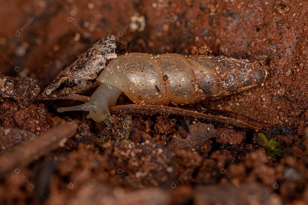 Caracol de Terra Comum da Ordem Stylommatophora