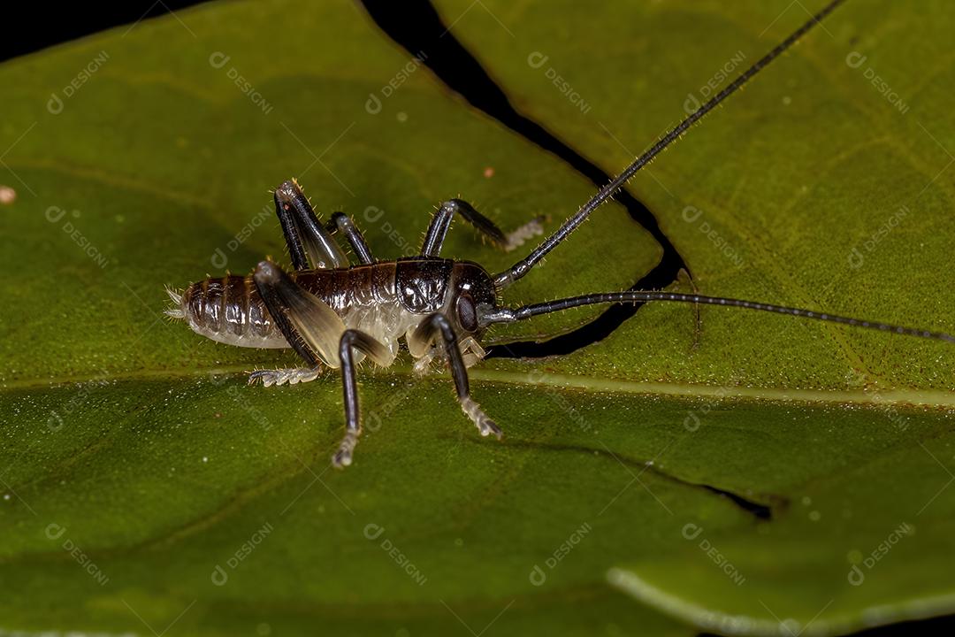 Raspy Cricket Ninfa da Família Gryllacrididae