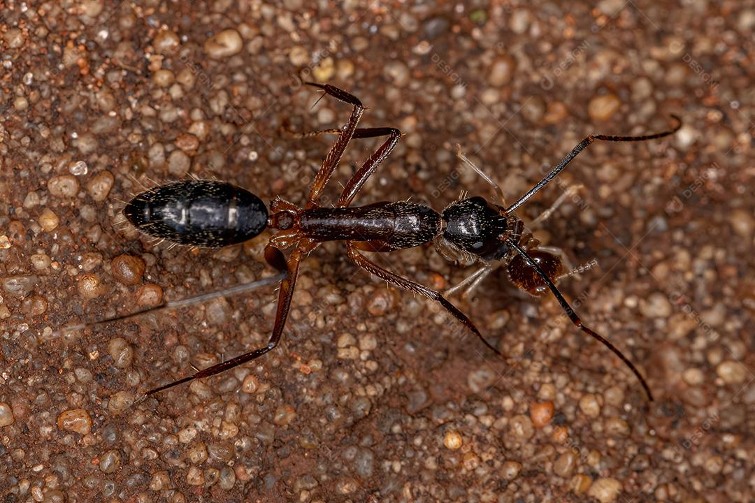 Formiga de carpinteiro fêmea adulta do gênero Camponotus
