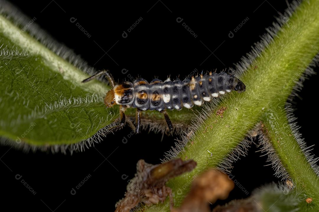 Lady Beetle Larva de manchas pretas do gênero Eriopis