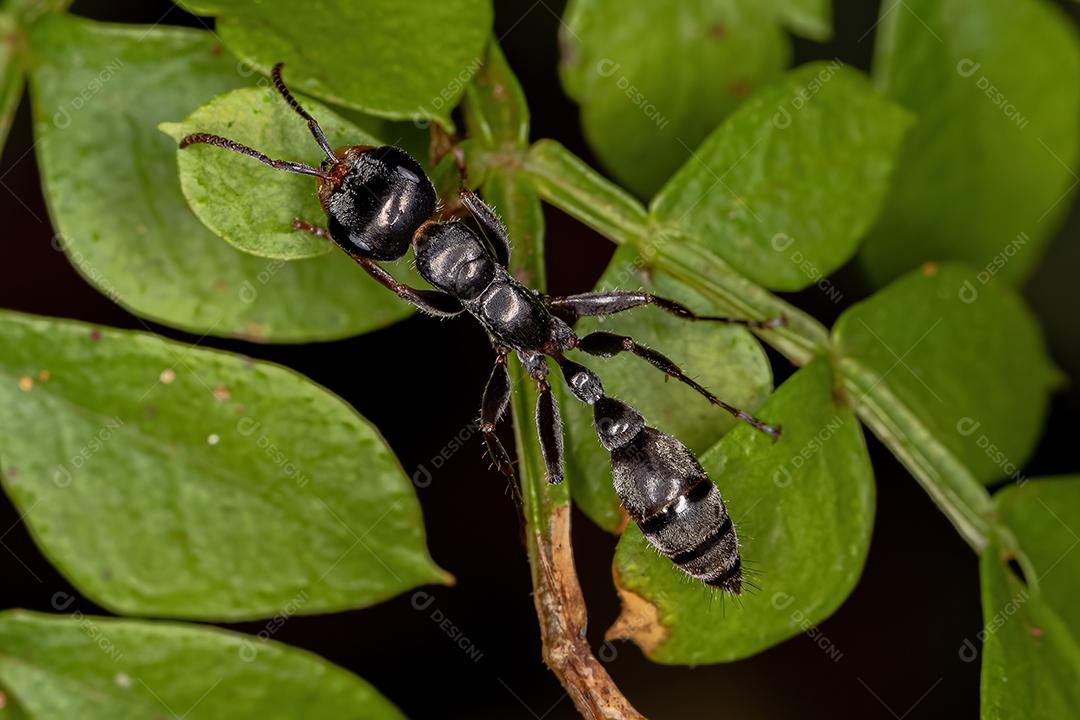 Formiga-galho fêmea adulta do gênero Pseudomyrmex