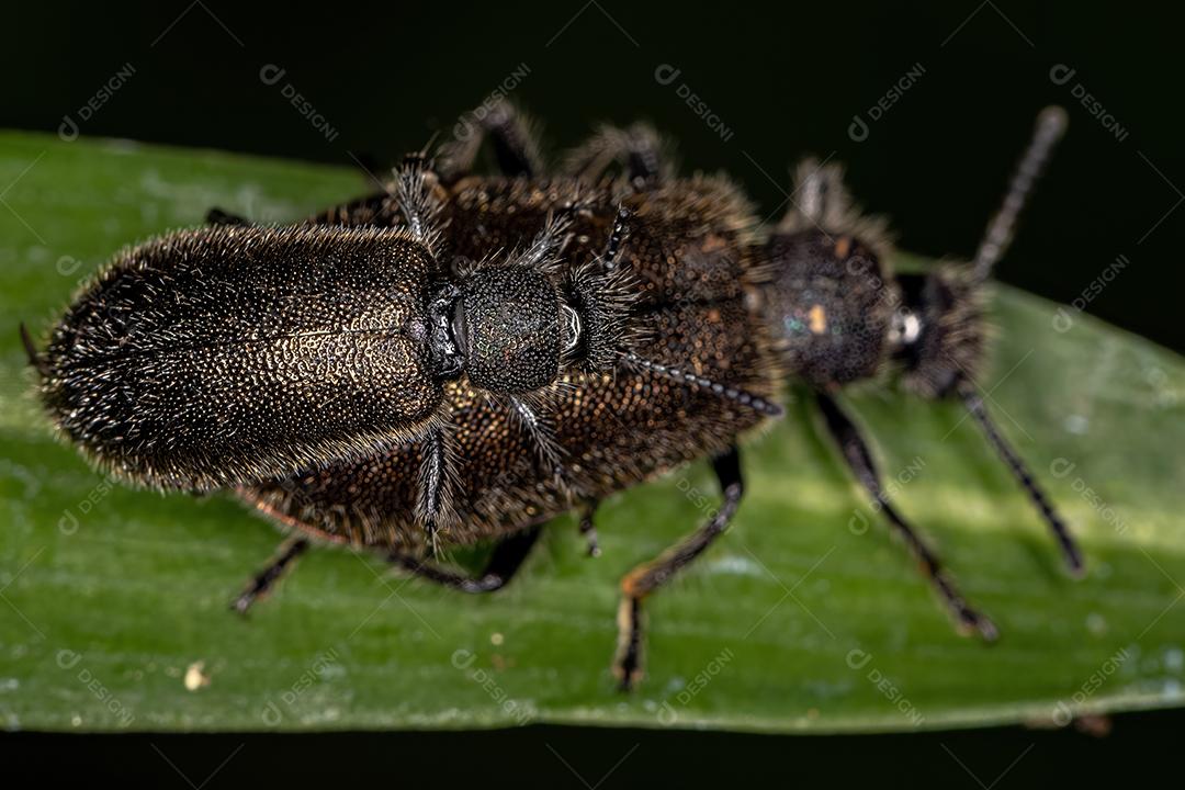 Besouros de articulação longa adultos da espécie Lagria villosa acoplamento