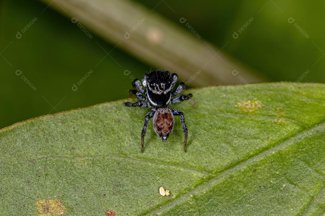 Aranha Salta Macho Adulto da Tribo Euophryini