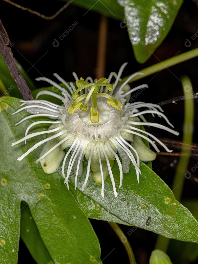 Flor de paixão branca do gênero Passiflora