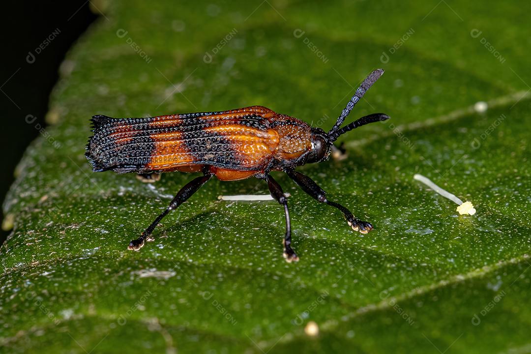 Besouro de folha adulto da tribo Chalepini
