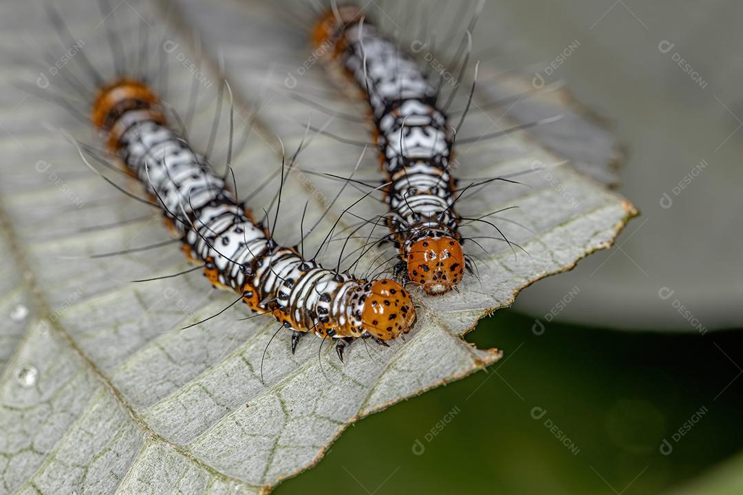 Lagarta de traça branca e laranja da família Noctuidae