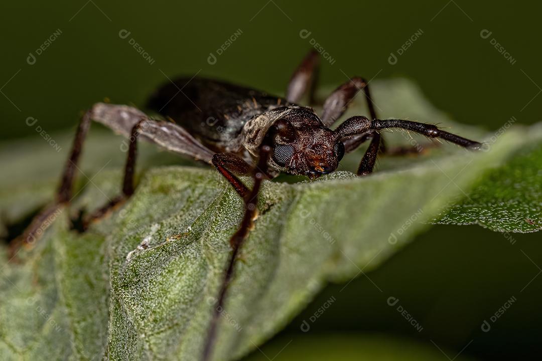 Besouro Típico Adulto da Subfamília Cerambycinae