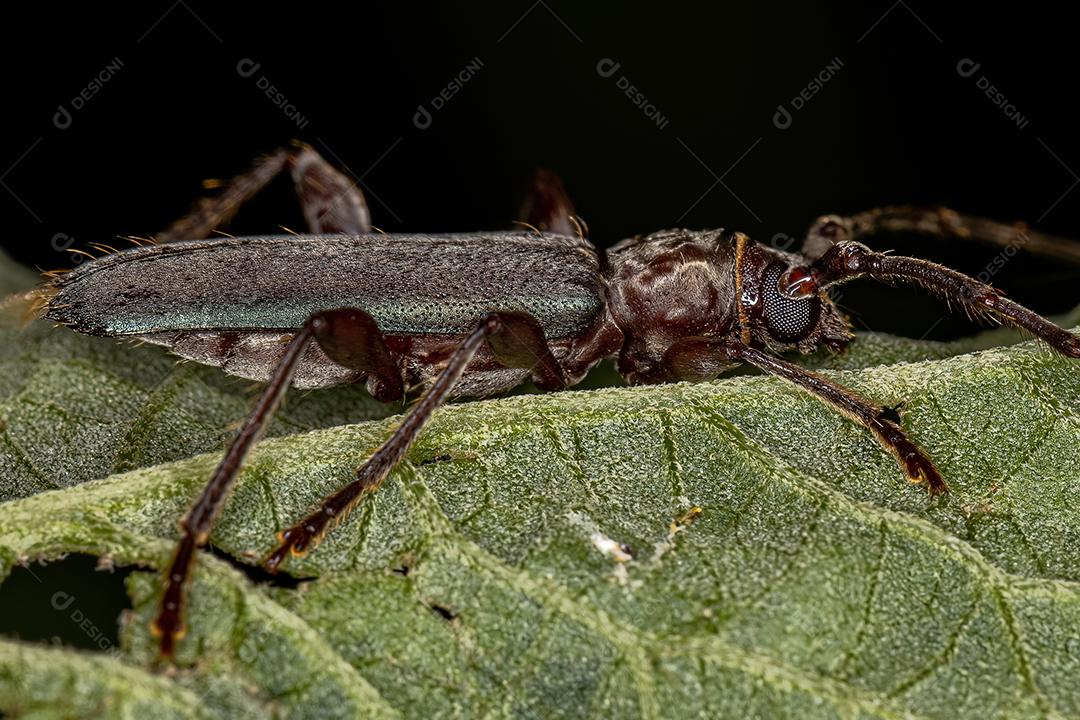 Besouro Típico Adulto da Subfamília Cerambycinae