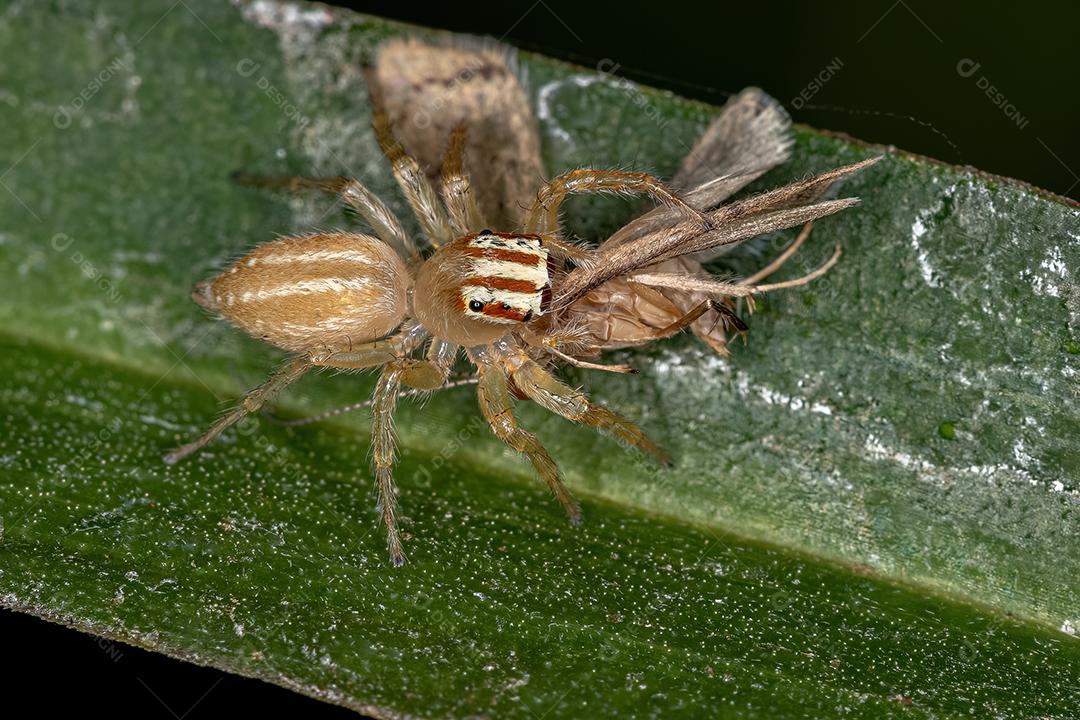 Aranha saltadora adulta fêmea gênero Chira atacando adulto Caddisfly Família Hydropsychida