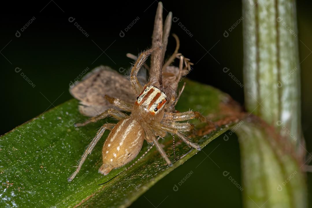 Aranha saltadora adulta fêmea do gênero Chira atacando um adulto Caddisfly da Família Hydropsychida