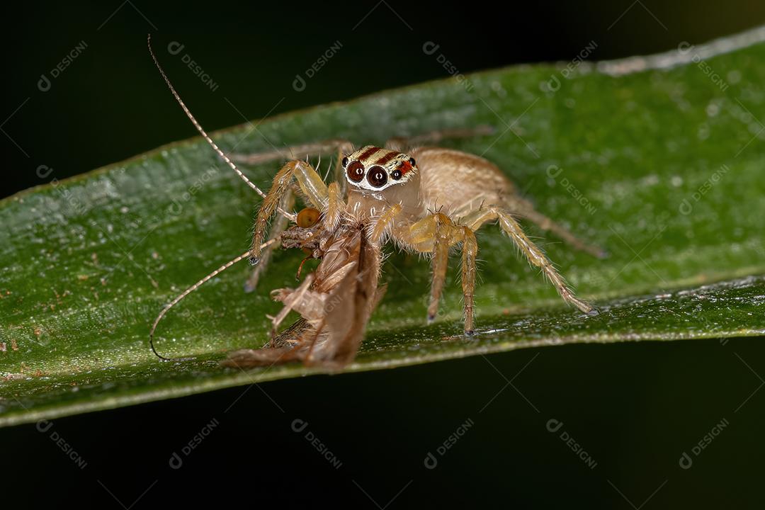 Aranha saltadora adulta fêmea do gênero Chira atacando um adulto Caddisfly da Família Hydropsychida