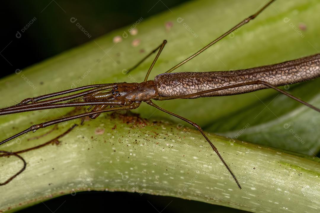 Aranha Tecelã de Mandíbula Longa Adulta do Gênero Tetragnatha