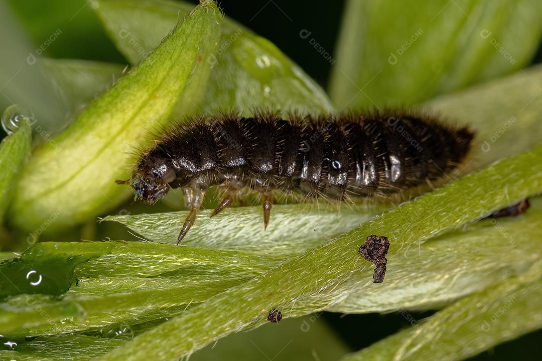 Larva de besouro de articulação longa da espécie Lagria villosa