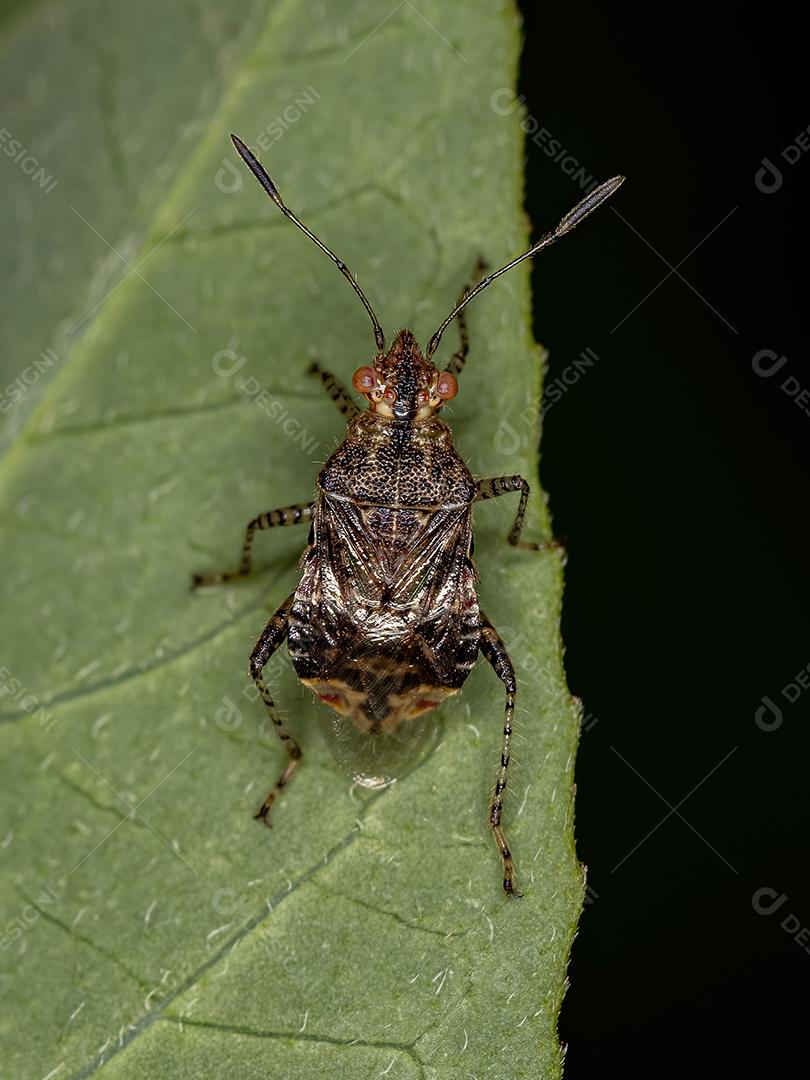 Inseto de planta sem cheiro adulto da subfamília Rhopalinae