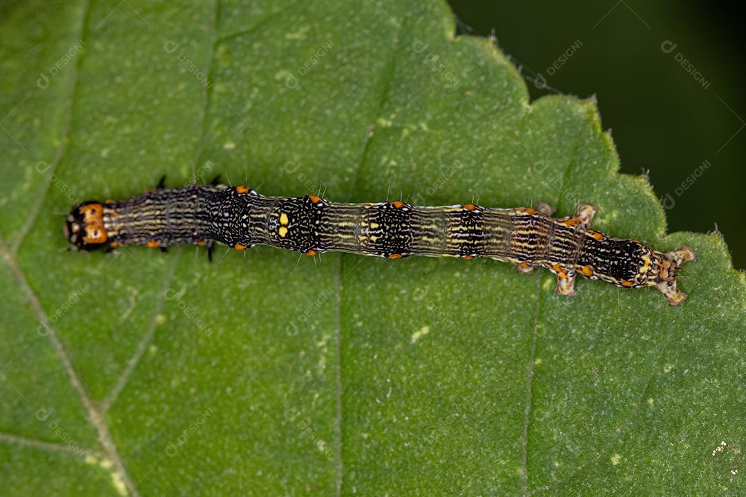 Pequena larva de borboleta da Ordem Lepidoptera