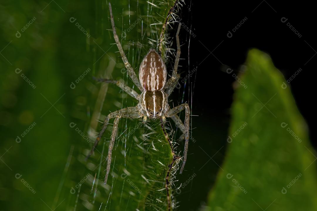 Small nursery web spider of the family Pisauridae