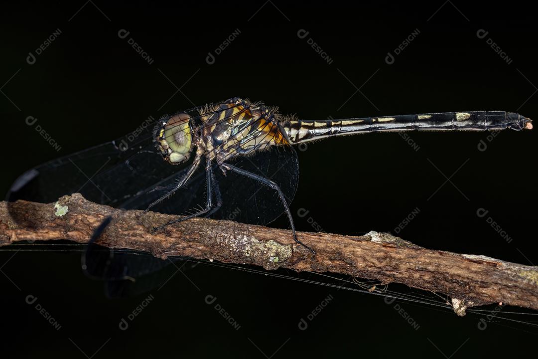 Inseto libélula adulto do gênero Dythemis