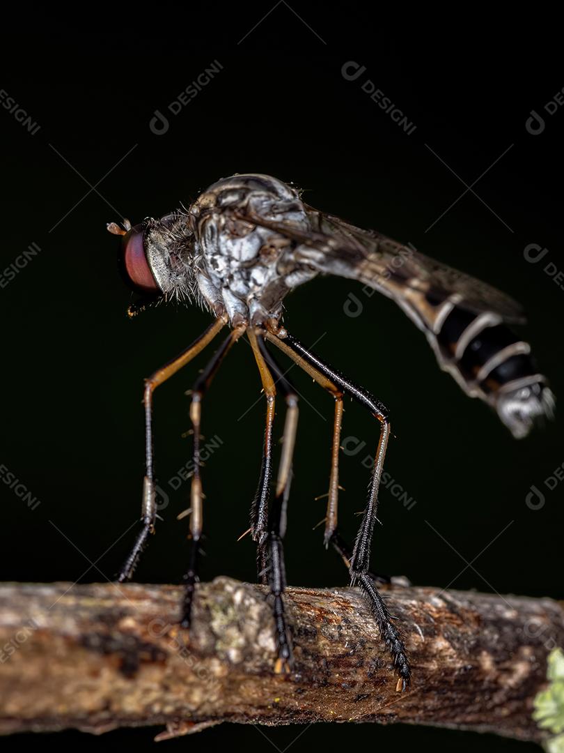 Mosca assaltante macho adulto da família Asilidaeassaltante macho adulto da família Asilidae