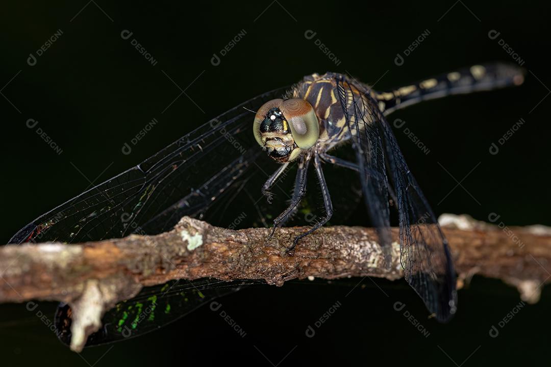 Inseto libélula adulto do gênero Dythemis