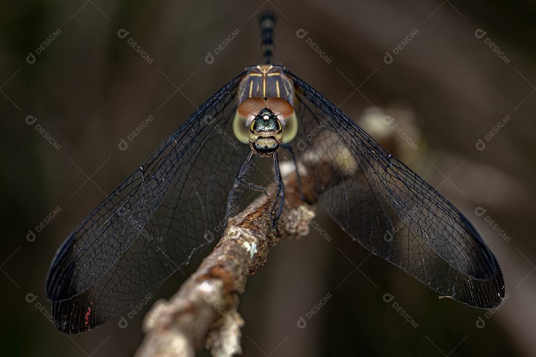 Inseto libélula adulto do gênero Dythemis