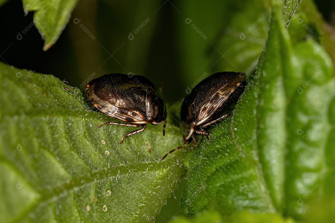Adult ebony insect of the family Thyreocoridae