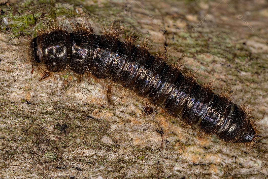 Larva de besouro de articulação longa da espécie Lagria villosa