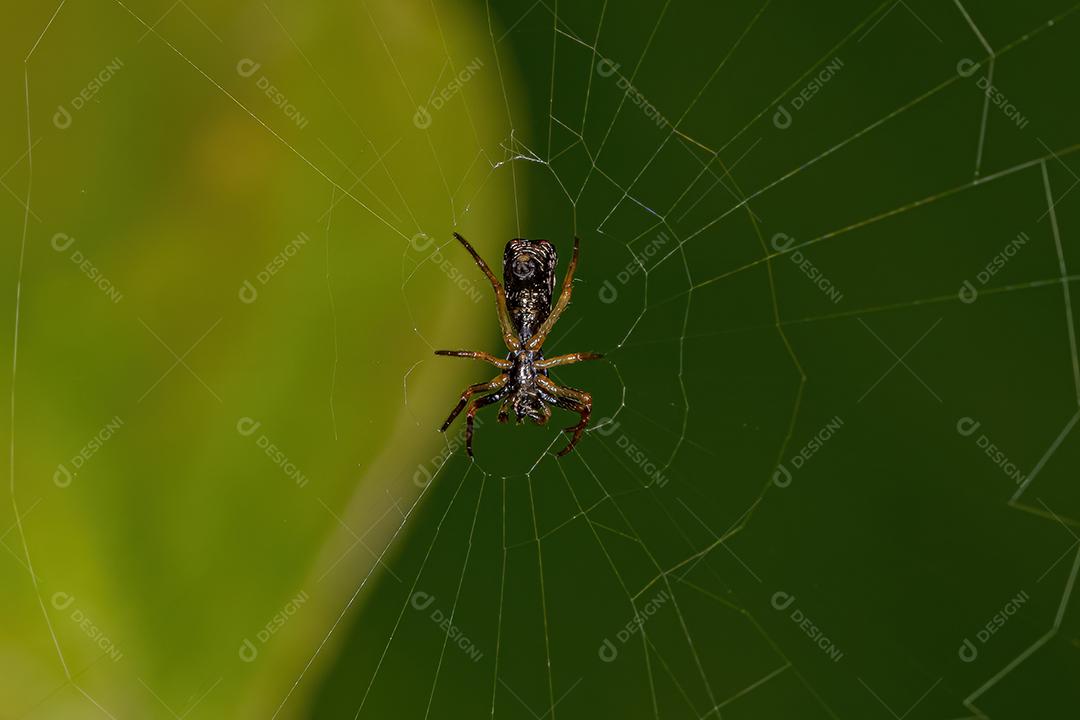 Pequena aranha Orbweaver do gênero Micrathena