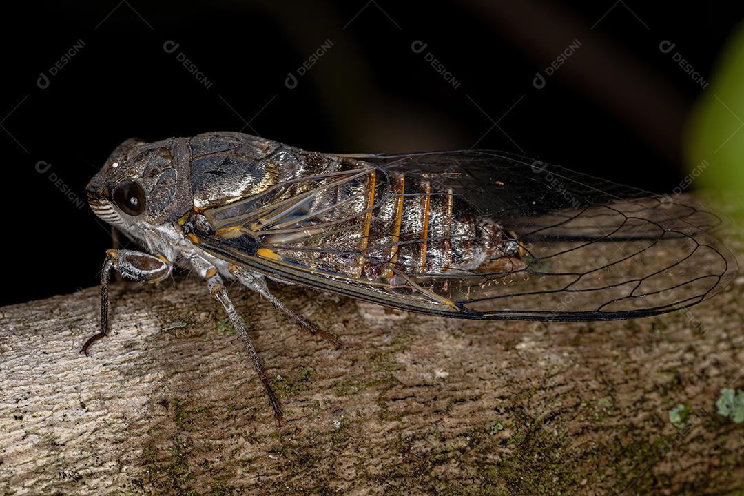 Cigarra Típica Adulta da Tribo Fidicinini