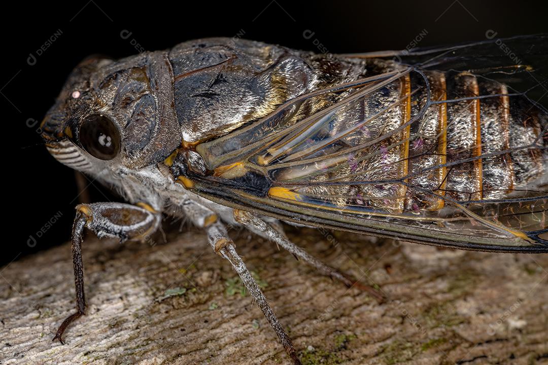 Cigarra Típica Adulta da Tribo Fidicinini