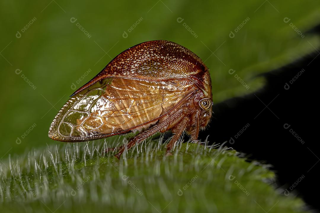 Buffalo Treehopper adulto da tribo Ceresini