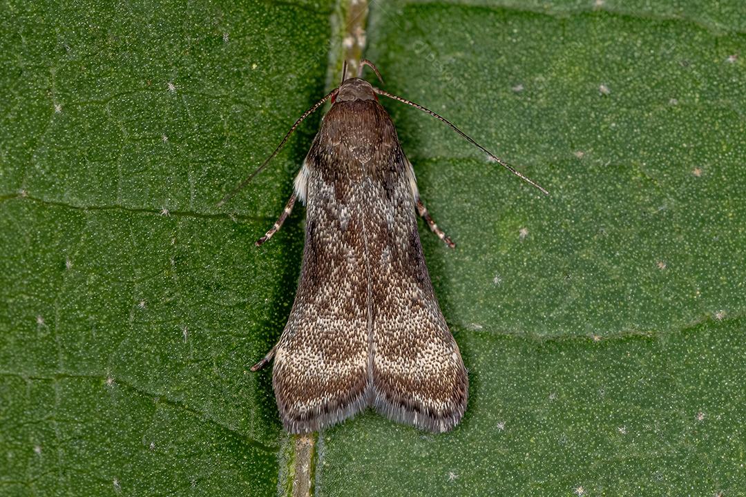 Mariposa Twirler adulta da Tribo Anacampsini