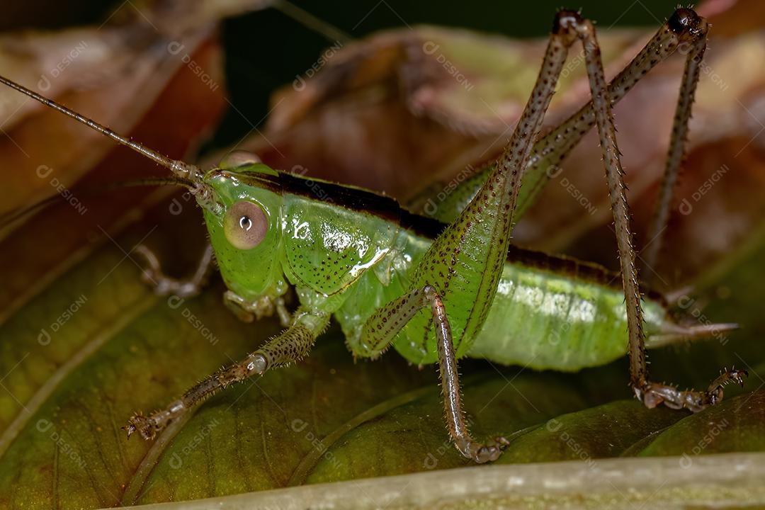Lesser Meadow Katydid Nymph do gênero Conocephalus