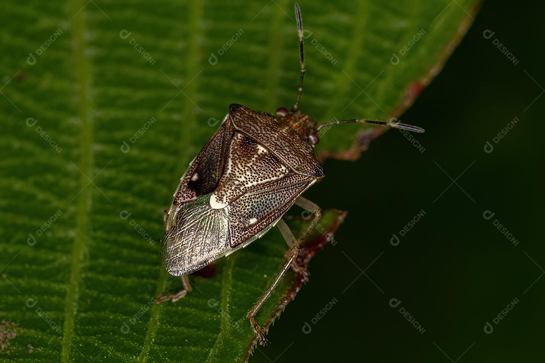 Percevejo adulto do gênero Mormidea