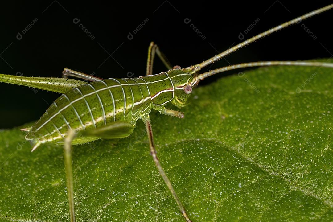 Folha Katydid Ninfa da Subfamília Phaneropterinae