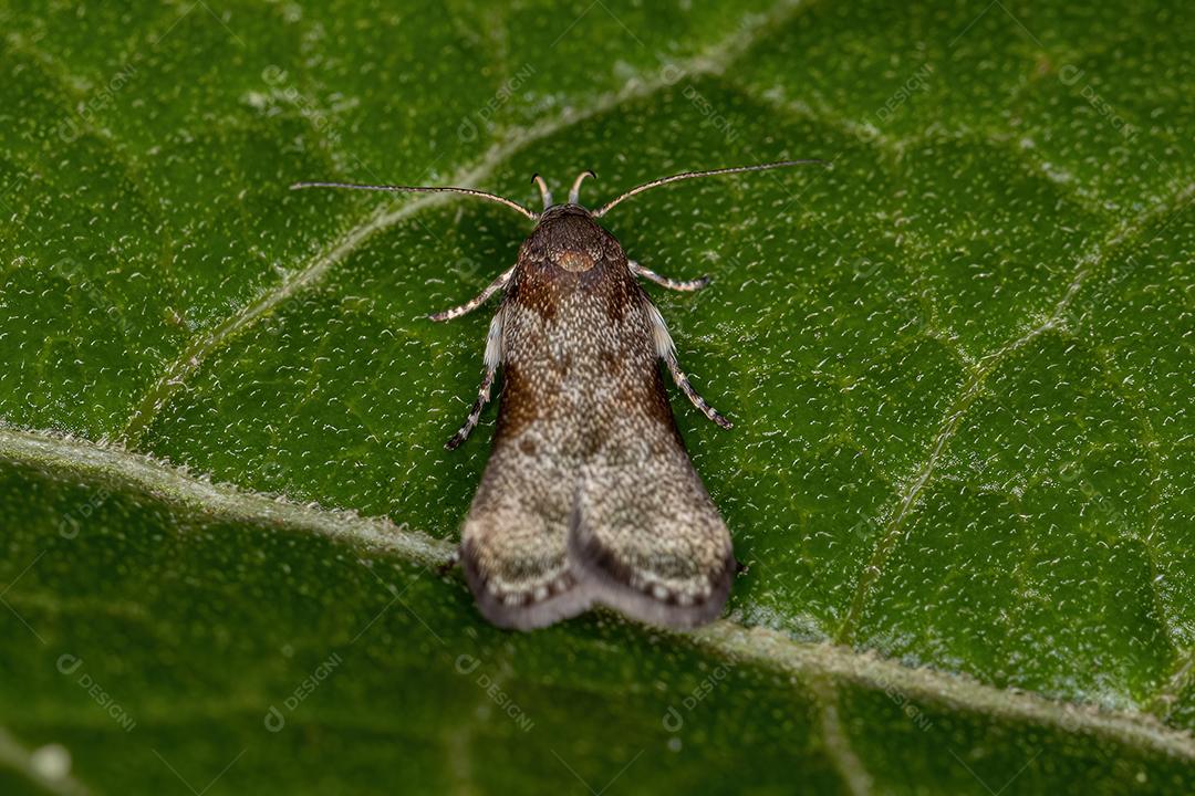 Besouro-pulga adulto do gênero Alagoasa