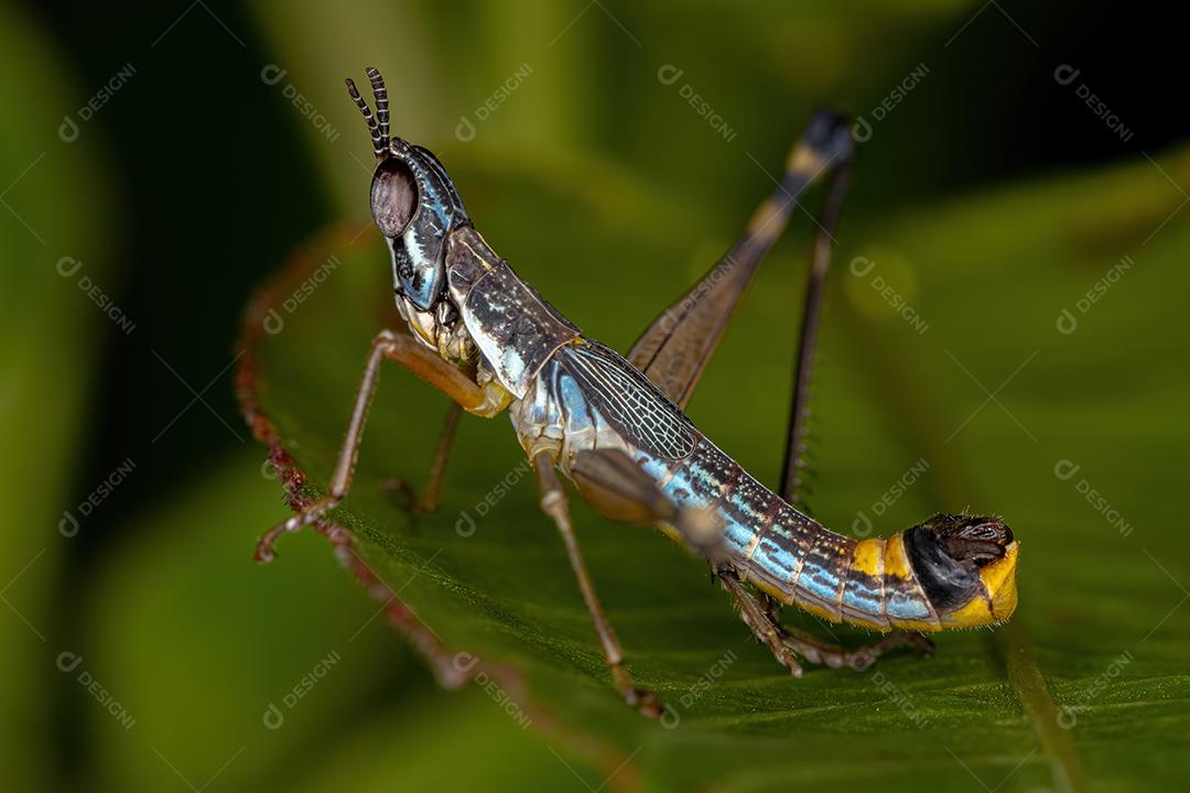Ninfa de macaco gafanhoto macho da espécie Temnomastax hamus