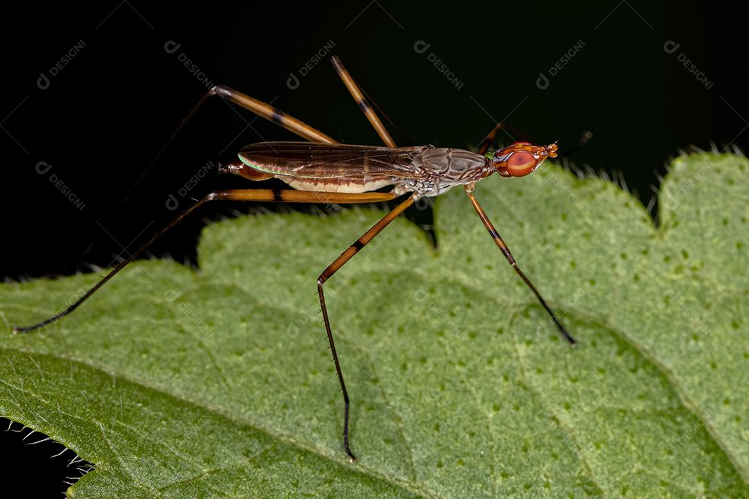 Mosca Pernilonga Adulta do Gênero Micropeza